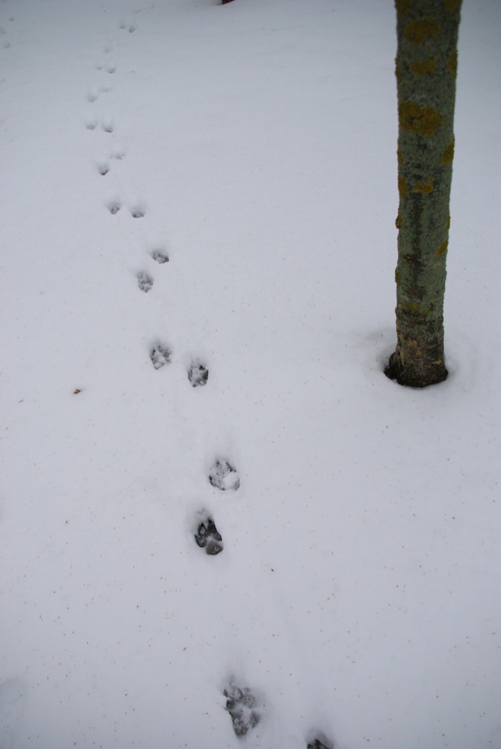Tracks in snow winding past a mossy tree trunk.