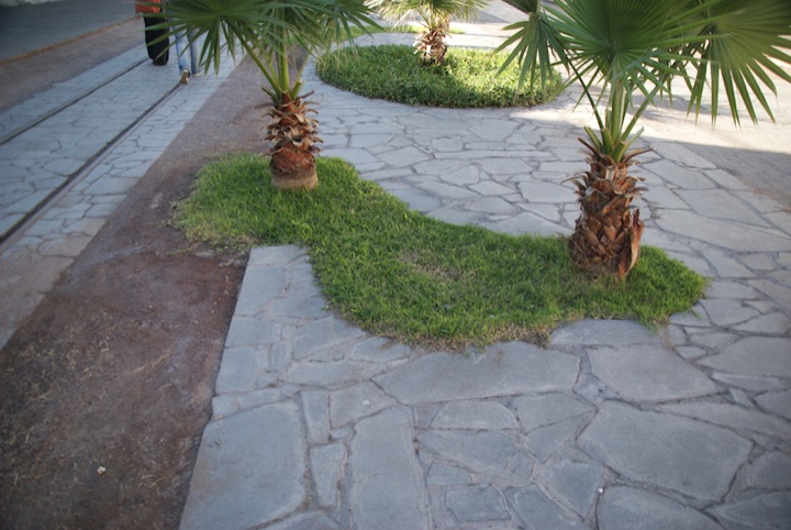 Small palm trees growing in a strip of grass that crosses a paved walkway.