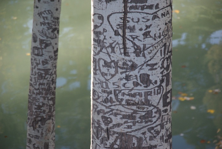 Two tree trunks with scratched and carved signs and writing in their bark beside green water.