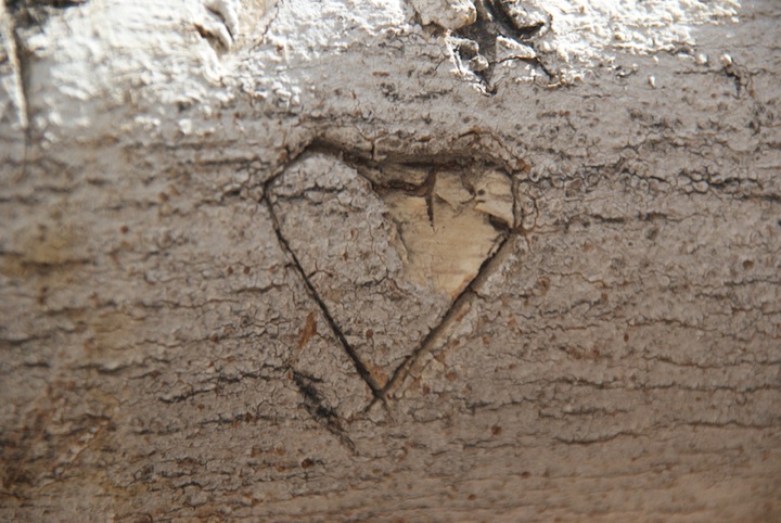 Close view of a heart shape carved into tree bark.