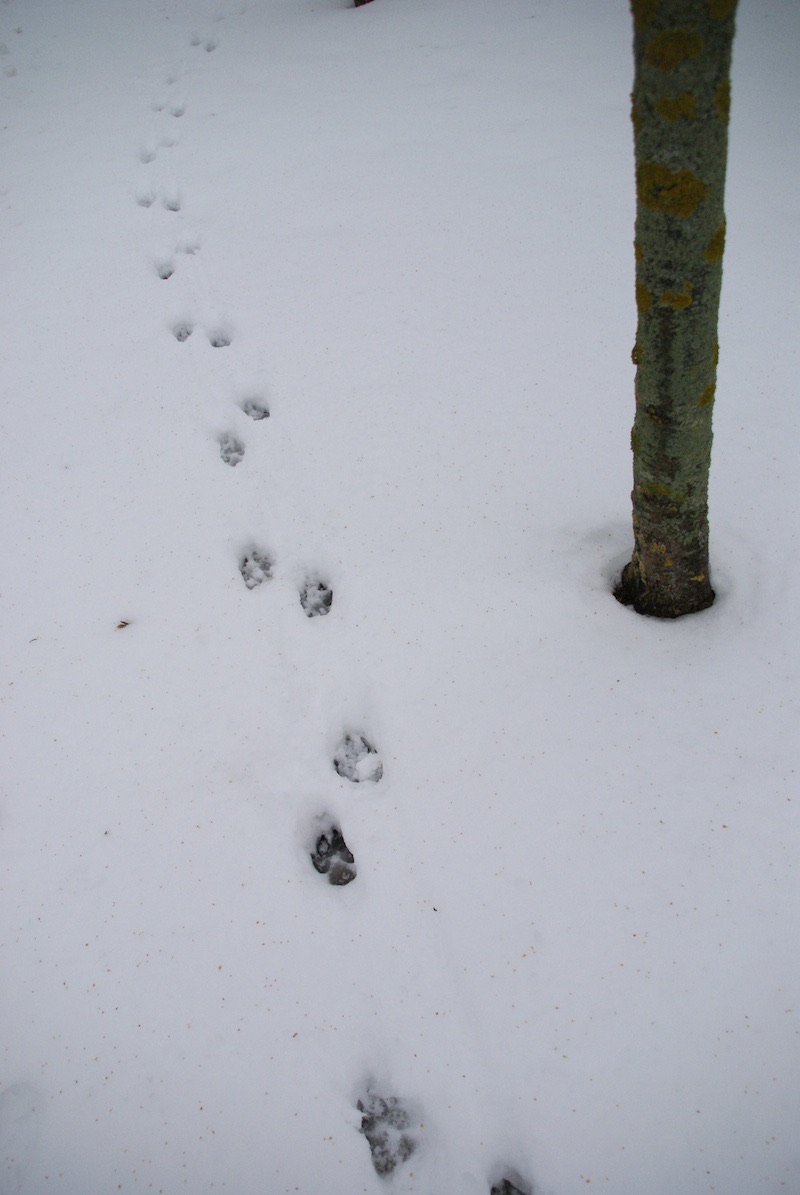 Tracks in snow winding past a mossy tree trunk.