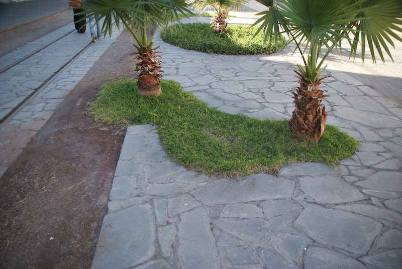 Small palm trees growing in a strip of grass that crosses a paved walkway.