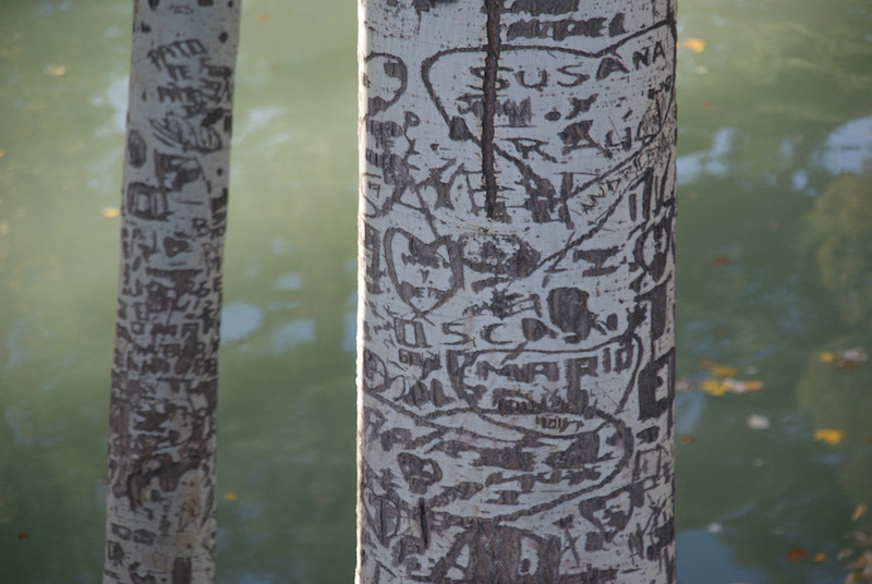 Two tree trunks with scratched and carved signs and writing in their bark beside green water.