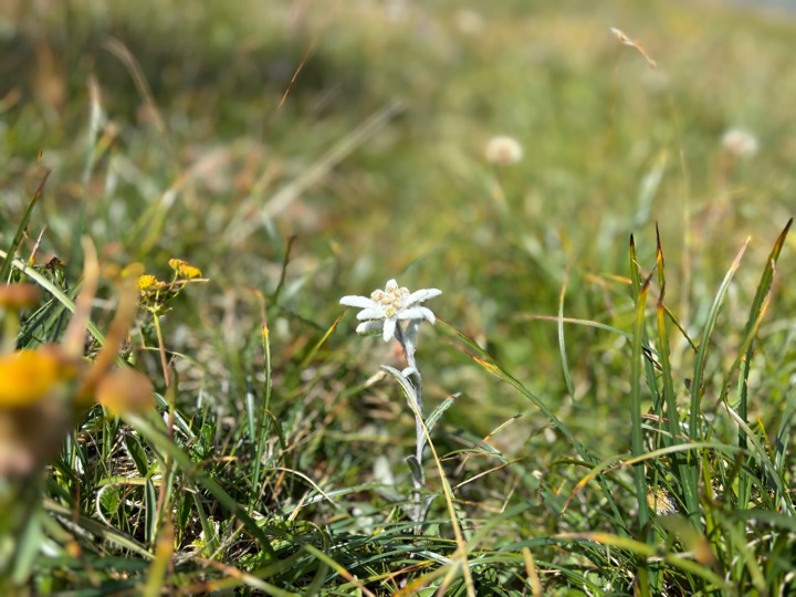 A single edelweiss flowering among sunlit grasses in an alpine meadow.